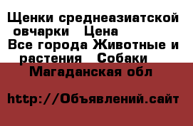 Щенки среднеазиатской овчарки › Цена ­ 20 000 - Все города Животные и растения » Собаки   . Магаданская обл.